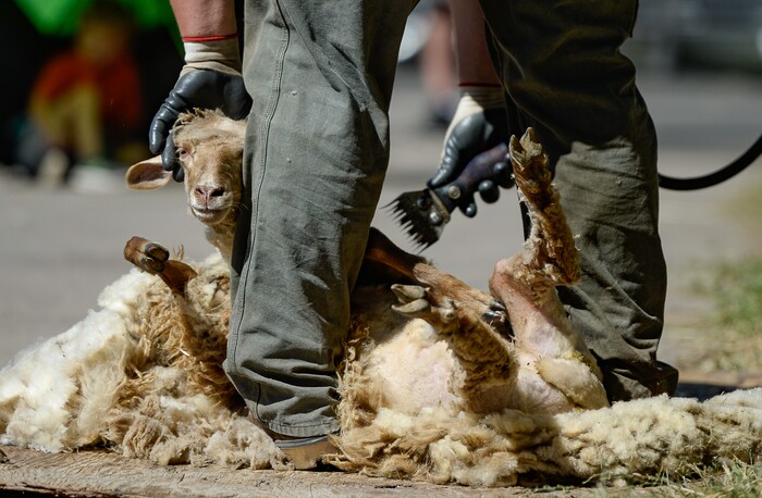 (Francisco Kjolseth | The Salt Lake Tribune) Luke Farmer of Cache County and a 24-year veteran of sheep shearing gives a demo on a Navajo churro sheep during the annual Soldier Hollow Classic on Monday, Sept. 2, 2019.