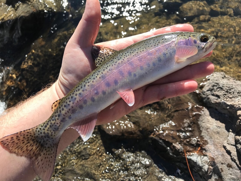 (Justin Miles | Writers on the Range) A redband rainbow trout from Deep Creek, Warner Basin, Ore.