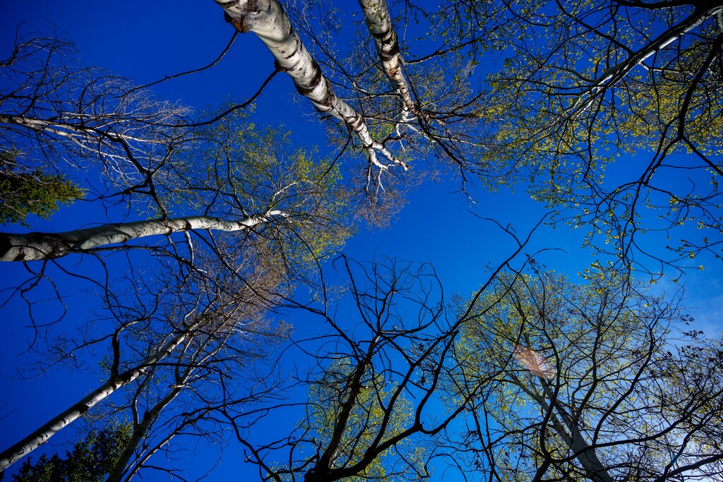 (Trent Nelson  |  The Salt Lake Tribune) Aspens on the Discovery Trail in Summit County on Wednesday, May 18, 2022.