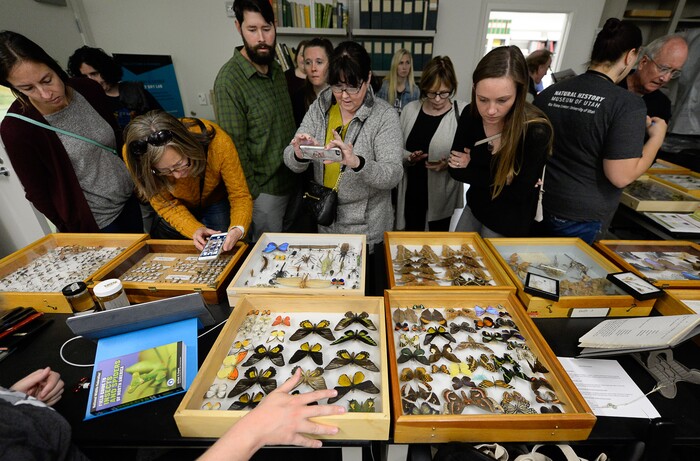 (Francisco Kjolseth  |  The Salt Lake Tribune)  The colorful entomology collections on display at the Natural History Museum of Utah draws a big crowd during the annual Behind the Scenes event, coinciding this year with the museum's 50th anniversary, as people get a chance to explore some of the extensive collections not normally on display on Saturday, Nov. 16, 2019.