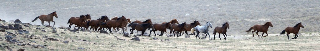 Al Hartmann | The Salt Lake Tribune
Helicopter "rounds up" herd of wild horses across Blawn Wash about 35 miles southwest of Milford. The BLM began rounding up wild horses in the area Monday July 28 hoping to capture up to 140 this week. The helicopter pushes the horses across large distances to a funnel fence where they are corraled and trucked to a holding facility.