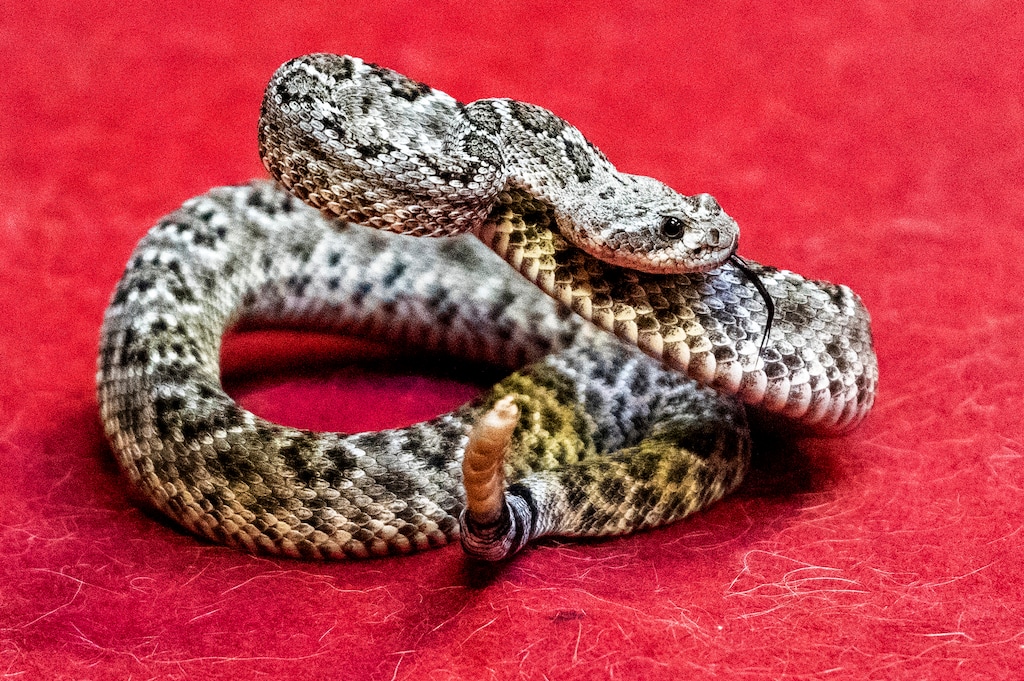 (Rick Egan | The Salt Lake Tribune) A rattlesnake shakes its rattle during rattlesnake aversion training for dogs at Barley's Canine Recreation Center, on Tuesday, May 17, 2022.