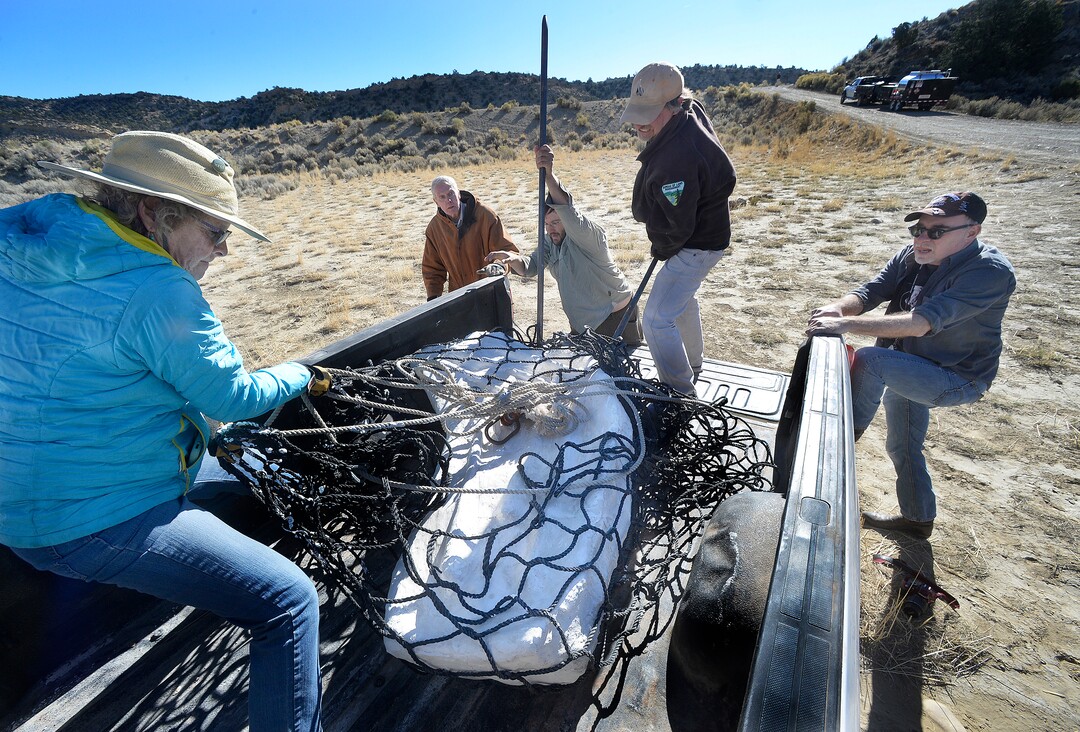 (Scott Sommerdorf   |  The Salt Lake Tribune)   
A group including Jeanette Bonnell, left, Tylor Birthisel, center, and Alan Titus, second from right, work to reposition one of the palster-encased pieces of the Tyrannosaurus Rex found near Tropic, Utah, Sunday, October 15, 2017. The collected pieces of the animals' skeleton were airlifted to this site from the site where Titus found it in 2015.