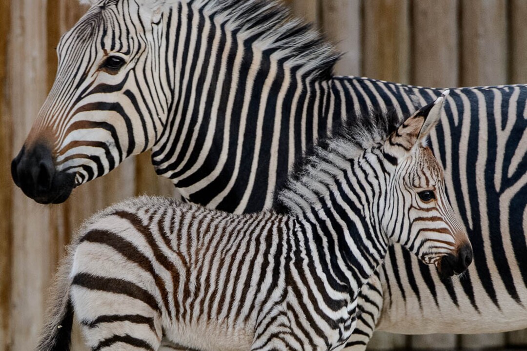 (Trent Nelson | The Salt Lake Tribune)  Clementine, left, a baby zebra born Oct. 23, with her mother, Zoe, at Utah's Hogle Zoo, Tuesday Oct. 30, 2018.