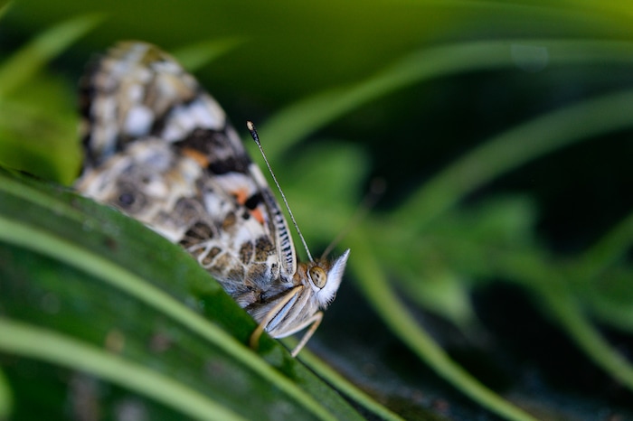 (Francisco Kjolseth  |  The Salt Lake Tribune)  The Loveland Living Planet Aquarium gets ready to put on display 650 Painted Lady butterflies as part of their Journey to South America gallery which opens to the public on Friday. In the Spring they plan to add more species to the exhibit.