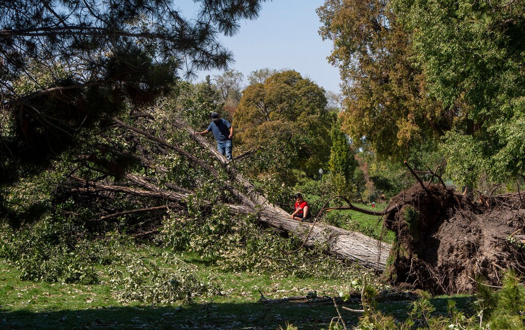 (Rick Egan  |  Tribune file photo)    Kids climb on one of the trees that was toppled by the heavy winds at Liberty Park on Saturday, Sept. 12, 2020.