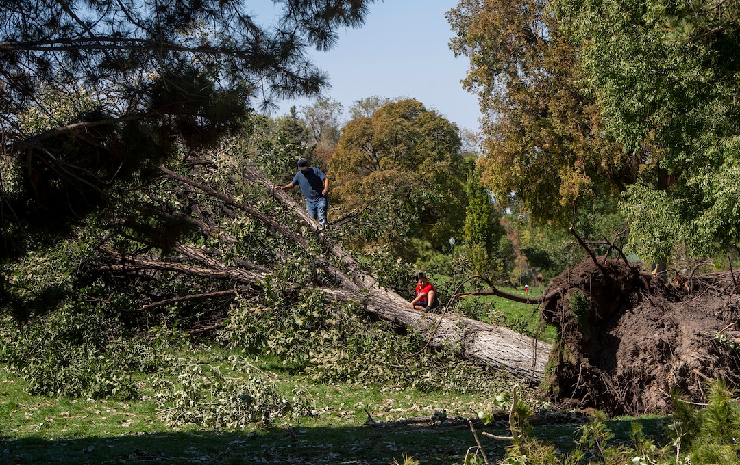 (Rick Egan  |  The Salt Lake Tribune)    Kids climb on one of the trees that was toppled by the heavy winds earlier this week, at Liberty Park, on Saturday, Sept. 12, 2020. 