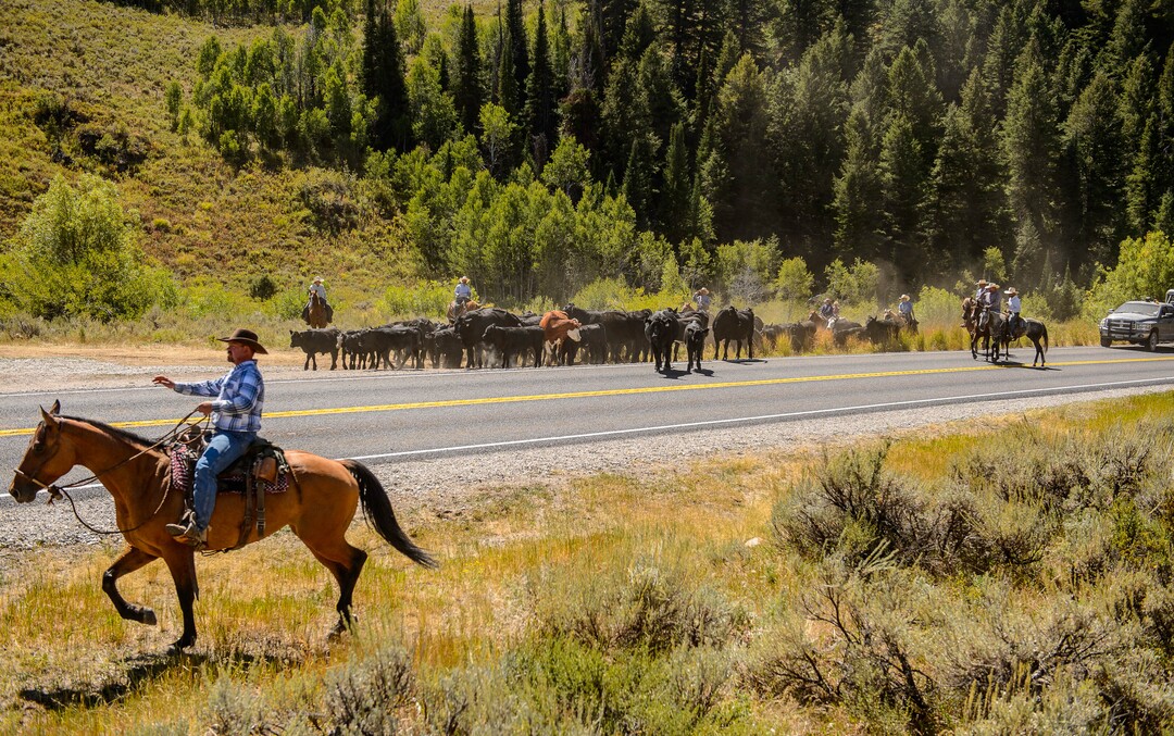 (Trent Nelson  |  The Salt Lake Tribune)  Ranchers plan to move 1,200 head of cattle through Logan Canyon this week, including this group on Tuesday Aug. 27, 2019.