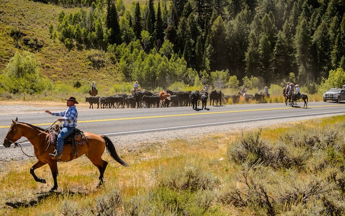 (Trent Nelson  |  The Salt Lake Tribune)  
Ranchers plan to move 1,200 head of cattle through Logan Canyon this week, including this group on Tuesday Aug. 27, 2019.