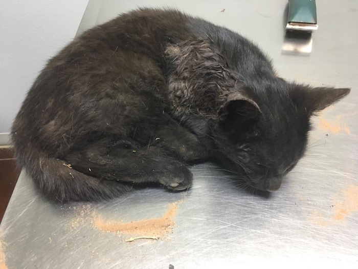 (Photo courtesy of RSQ Dogs) Lucky was found shot in Hildale, Utah by RSQ Dogs.