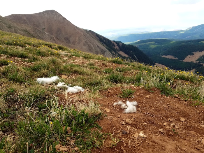 (Photo courtesy of Marc Coles-Ritchie, Grand Canyon Trust) Conservationists say introduced mountain goats in Utah's La Sal Mountains, pictured here in July 2017, are damaging Mount Peale's fragile alpine ecosystems. Utah wildlife officials are now developing proposals to establish goat herds in other Utah ranges where this big game species is not native.