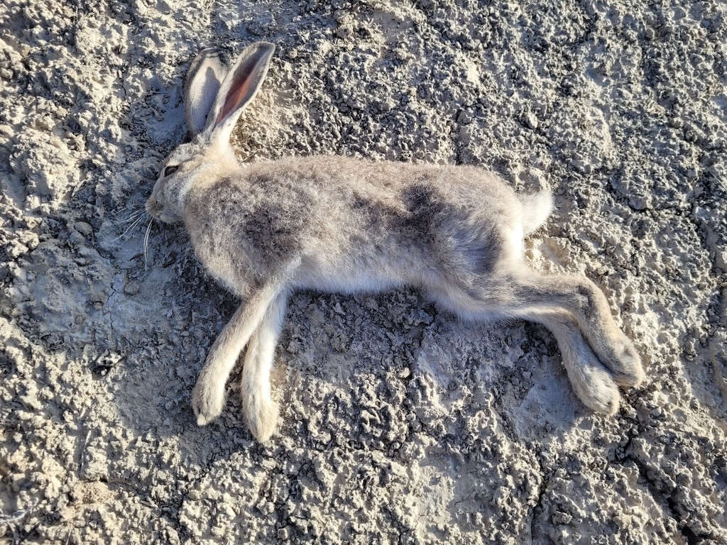 (Utah Division of Wildlife Resources) A black-tailed jackrabbit who died in Tooele County's west desert from rabbit hemorrhagic disease. Officials with the Utah Division of Wildlife Resources said on Tuesday, June 23, 2026, that two cases of the disease were found in wild rabbits in Summit and Tooele counties.