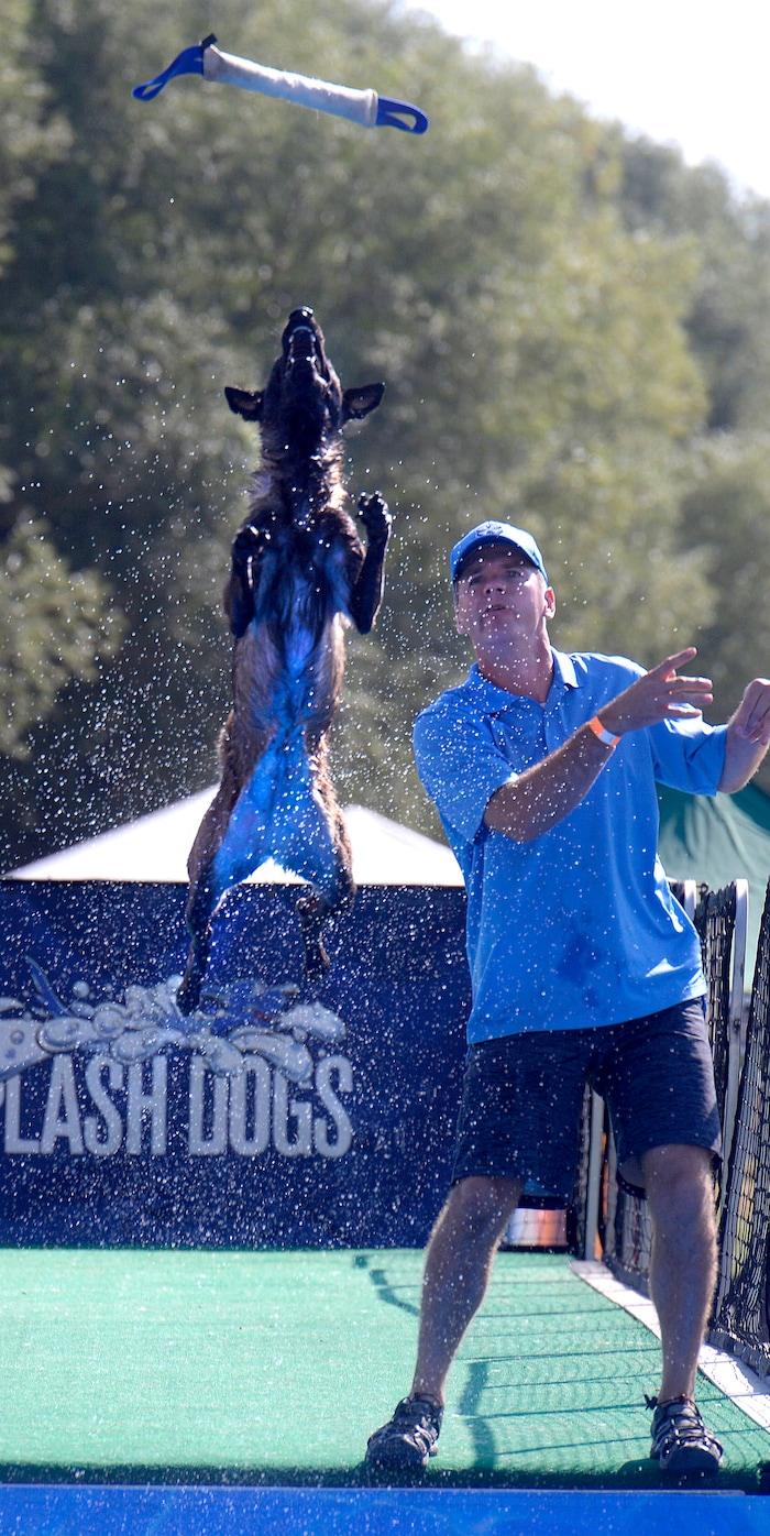 (Al Hartmann  |  The Salt Lake Tribune) 	
Craig Foster throws a toy for his dog Sky to grab mid-air over a pool of water in the Splash Dog competition at the Supreme Source Solider Hollow Classic Sheep Dog Trials, Friday Sept. 1 in Midway.  The Supreme Source Soldier Hollow Classic brings together many of the world’s top sheep dogs from Scotland, Ireland, South Africa, Canada, Germany and the United States. The trials last through Sept. 4.