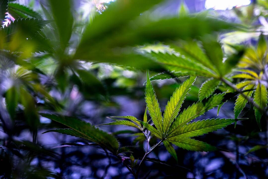 (Trent Nelson  |  The Salt Lake Tribune)  
Hemp plants growing under LED lights at Moon Lake Farms in North Salt Lake on Friday July 12, 2019.