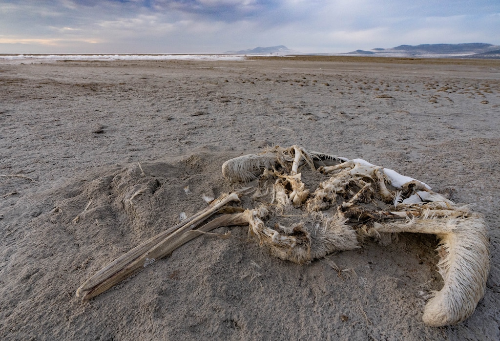 (Francisco Kjolseth | The Salt Lake Tribune) A pelican decomposes at the Great Salt Lake as seen near the Spiral Jetty, Wednesday, Dec. 22, 2021. Persistent drought has reduced lake levels to historic lows as the shoreline continues to recede.