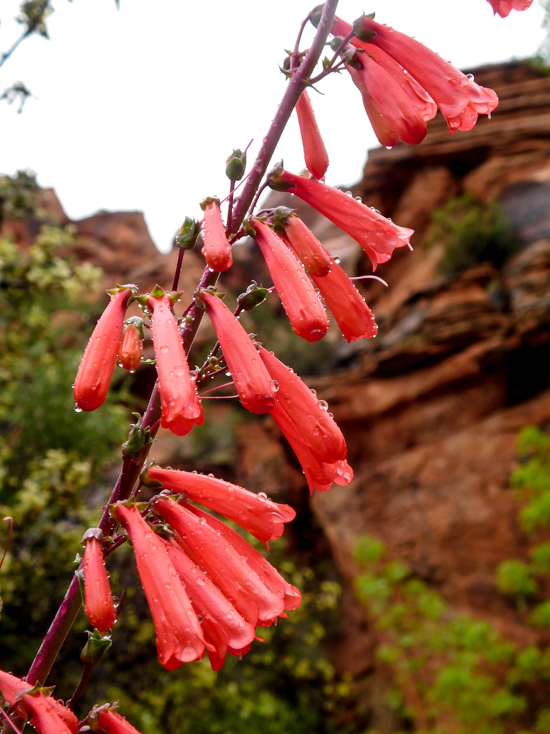 Erin Alberty  |  The Salt Lake TribuneA penstemon blooms April 3, 2017 along the Red Reef Trail in Red Cliffs Desert Reserve, north of Harrisburg.