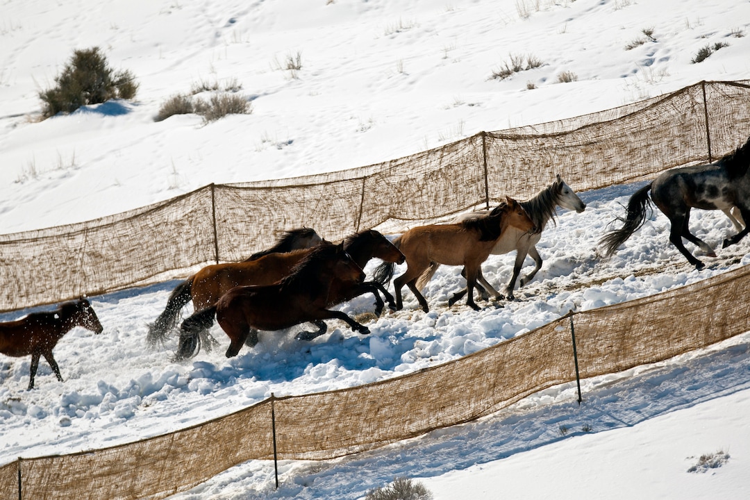 (Chris Detrick  | Tribune file photo)   Wild horses from Utahs Swasey herd are rounded up by Cattoor Livestock Roundup Co in the West Desert near the Swasey Mountains Thursday February 14, 2013. Under the Bureau of Land Management operation 50 miles west of Delta, helicopter wranglers gathered 262 horses. One hundred will be released back into the Swasey Herd Management Area  one of Utahs 19 HMAs on federal land. Many of the horses released will be mares treated with the contraceptive Porcine Zona Pellucida (PZP-22).