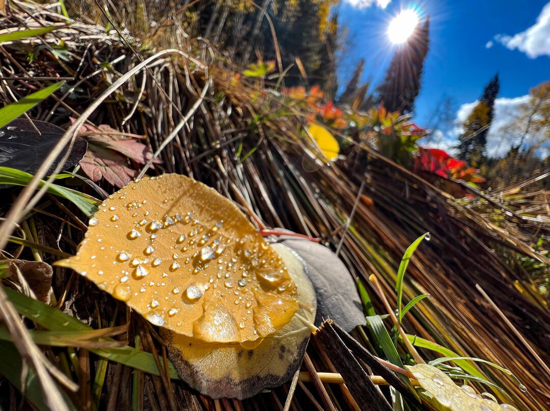(Francisco Kjolseth | The Salt Lake Tribune) Water droplets are lit up by the morning sun as fall color begins to cover the landscape along Little Water Trail at the top of Millcreek Canyon on Thursday, Oct. 7, 2021.
