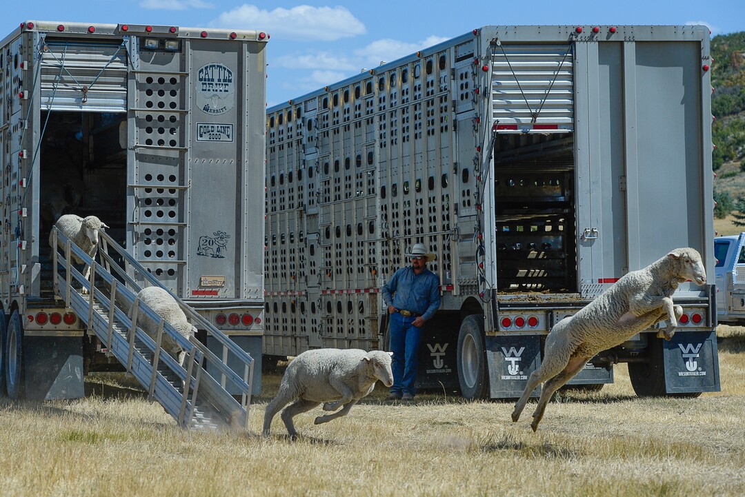 (Francisco Kjolseth  |  The Salt Lake Tribune)  Hundreds of sheep arrive from the Strawberry Valley to Midway's Soldier Hollow as they leap from trucks on Wed. Aug. 29, 2018, for this weekend's 16th annual Soldier Hollow Classic Sheepdog Championship and Festival, which runs Aug. 31-Sept. 3. This year, 44 dogs and 34 handlers will work with 331 sheep for the $20,000 purse.