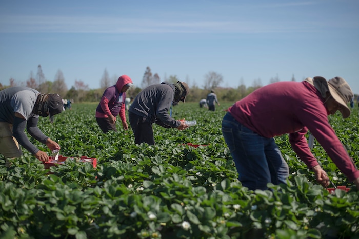 (Zack Wittman  |  For The Washington Post)  Fruit pickers work through rows of strawberry plants on Wednesday, Feb. 6, 2019, at G & D Farms in Duette, Florida.