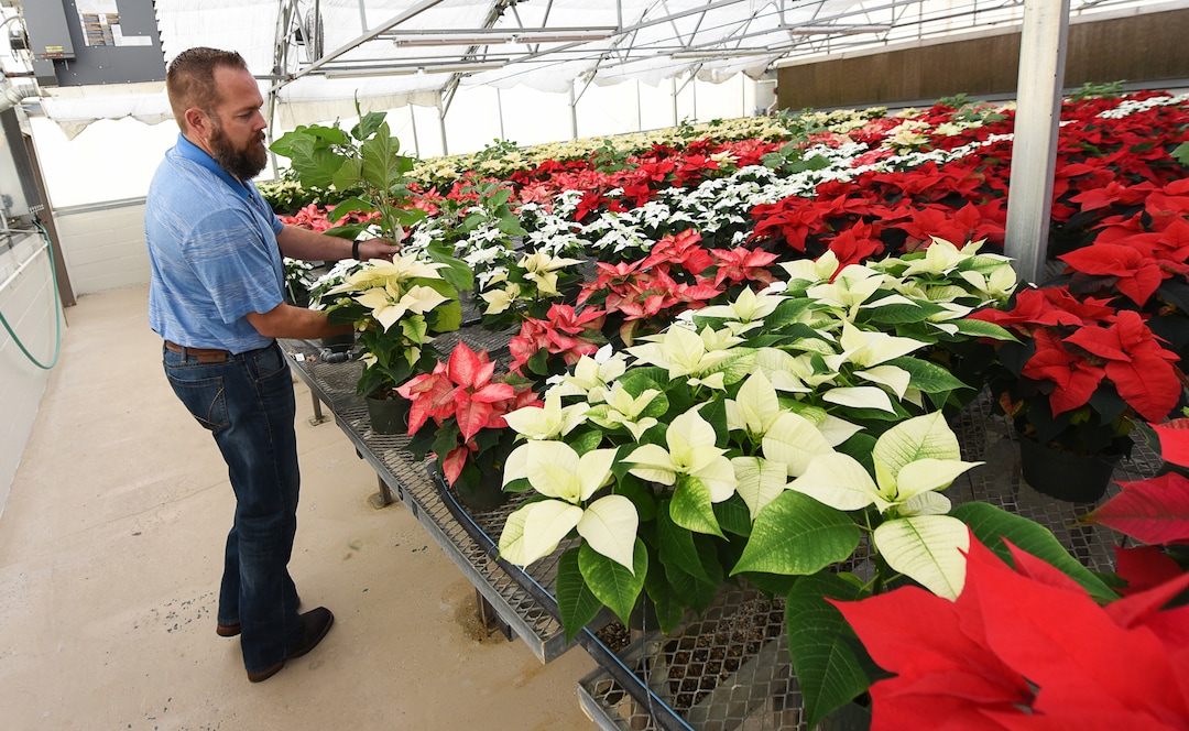 (Francisco Kjolseth  |  The Salt Lake Tribune)  Dave Tingey, Senior Airport Grounds and Pavement Supervisor at Salt Lake City International Airport tours the greenhouse near the control tower where they grow 1500 poinsettias for the holiday season. Starting Sunday staff will start to distribute the various breeds grown from small plugs to decorate the terminals for Christmas.
