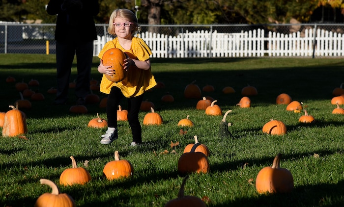 (Francisco Kjolseth  |  The Salt Lake Tribune)  Emma Robinson, 7, makes her choice as students at Jordan Valley School in Midvale, Canyon District's school for students with severe disabilities, get a chance to pick out a pumpkin from their very own pumpkin patch set up in front of the school on Wed. Oct. 24, 2018. Inmates who take part in the Green Thumb Nursery program at the Utah State prison grew and harvested the pumpkins that were donated to the school for the 10th year.