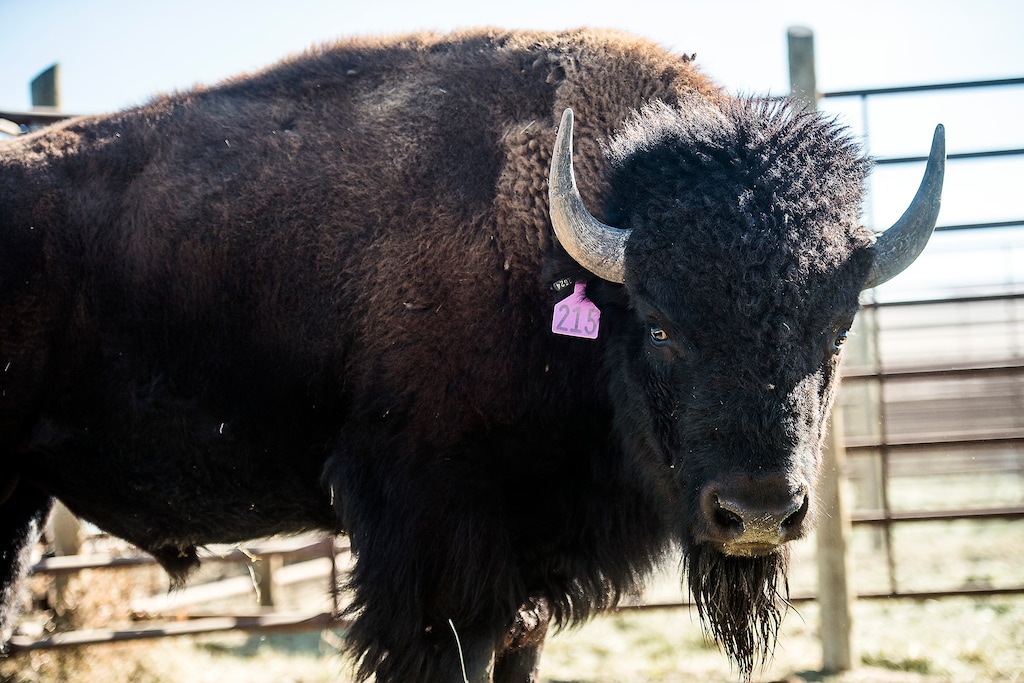 Chris Detrick  |  The Salt Lake TribuneA bison waits to be loaded into a trailer during the 10th annual Antelope Island live bison auction Saturday November 8, 2014. Over 200 bison were auctioned today. 