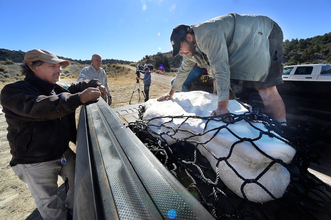 (Scott Sommerdorf   |  The Salt Lake Tribune)   Paleontologist Alan Titus, left, listens as Taylor Birthisel, talks about the Tyrannosaurus Rex skull that is encased  in this plaster-encased bundle after it was airlifted into the back of this truck near Tropic, Utah, Sunday, October 15, 2017. The collected pieces of the animals' skeleton were airlifted to this site from the area where the skeleton was found in 2015 by Titus.