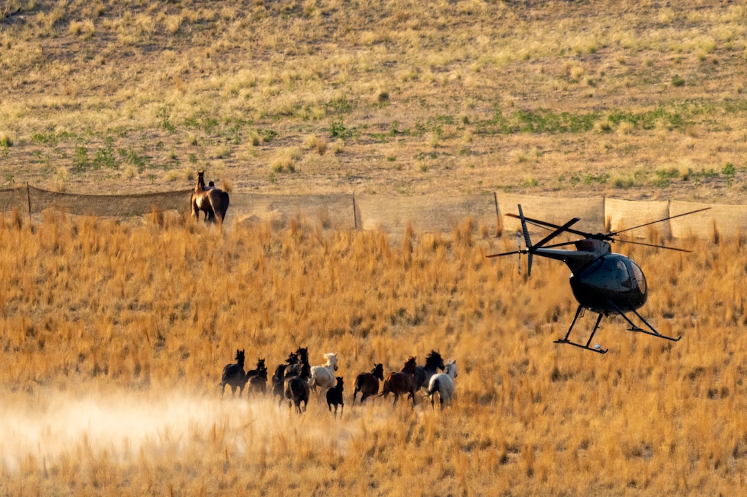 (Rick Egan | The Salt Lake Tribune) A helicopter rounds up wild horses in the Onaqui Herd Management Area wild horse gather on Wednesday, July 14, 2021.