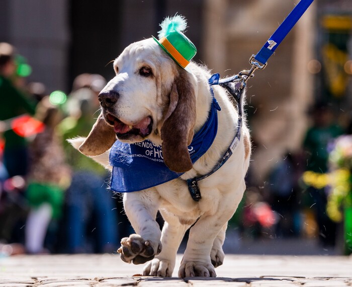 (Rick Egan | The Salt Lake Tribune) A Bassett Hound walks in the Saint Patrick's Day Parade at the Gateway on Saturday, March 11, 2023.