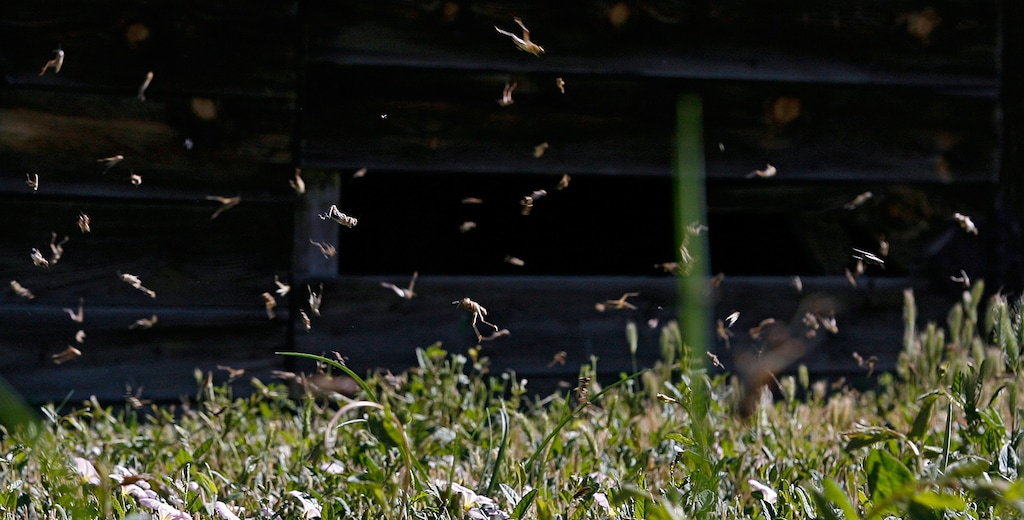 (Steve C. Wilson | AP) Hoards of grasshoppers are seen jumping in the grass beside a barn in Tooele in 2009.