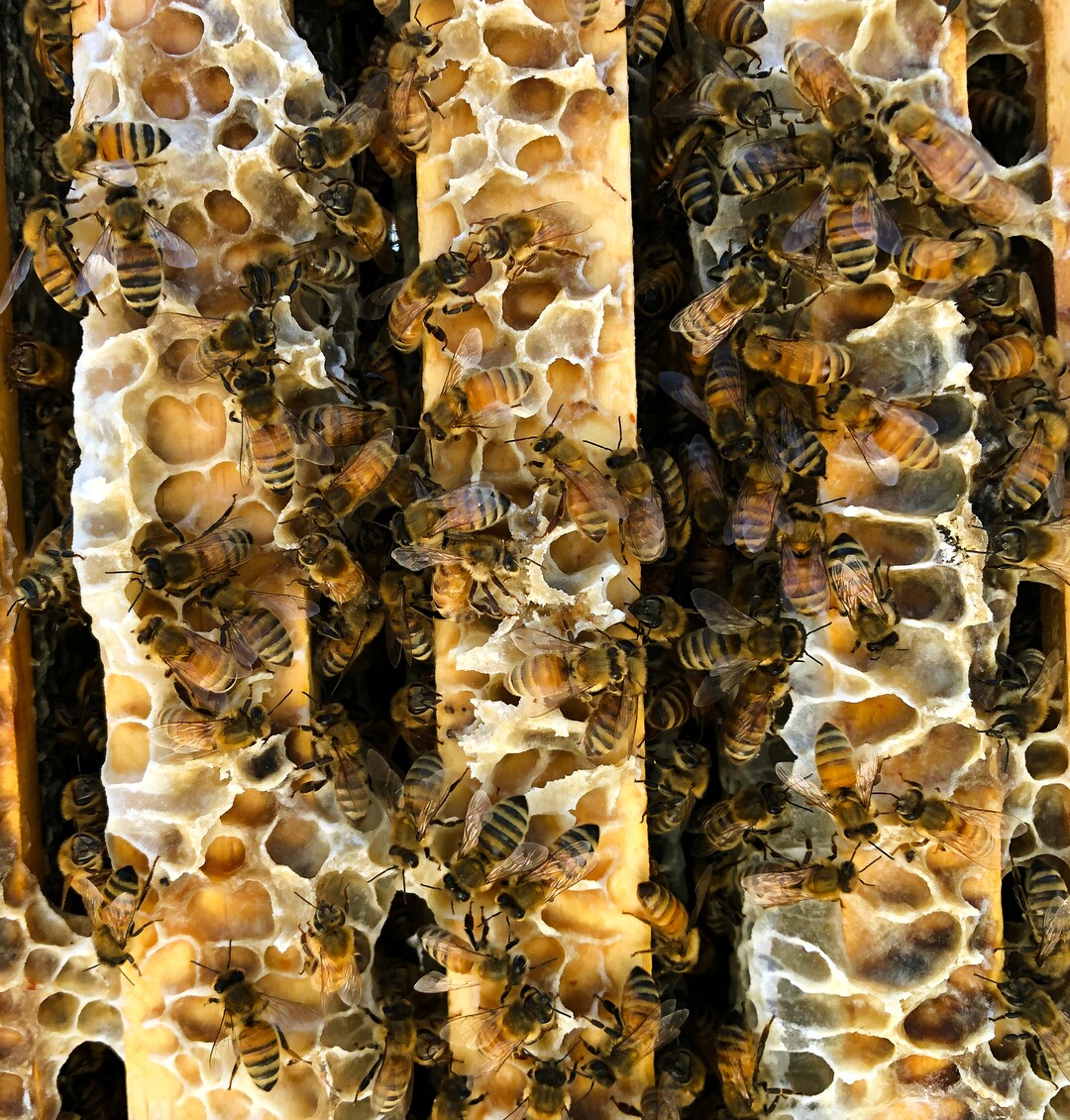 (Rick Egan  |  The Salt Lake Tribune)     Bee Keeper Darren Cox, inspects his hives in Logan Canyon, on the Uinta-Wasatch-Cache National Forest where he stores hundreds of hives in the summer, on Tuesday, Aug. 11, 2020.