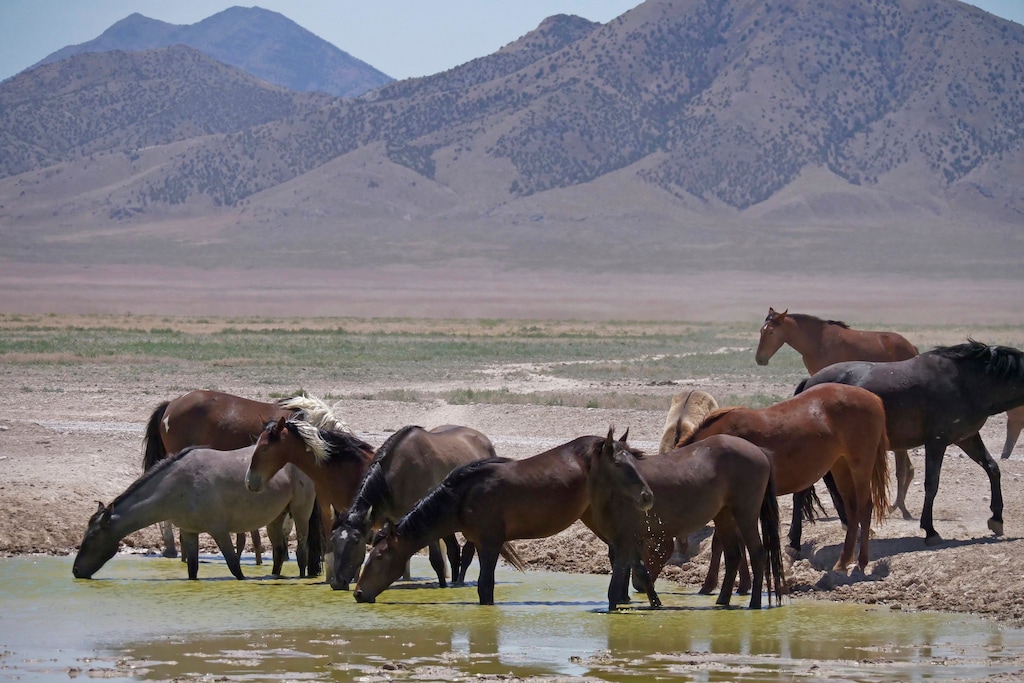 (Rick Bowmer | AP file photo) Wild horses drink from a watering hole outside Salt Lake City on June 29, 2018.