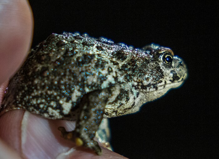 (Leah Hogsten | The Salt Lake Tribune) A boreal toadlet found in the Bryant's Fork area of Strawberry Reservoir, March 1, 2022. Boreal toads donÕt draw the same attention as other native Utah species, but they play an important role in the state's high-altitude ecosystems. Lessons learned here could help bolster their populations throughout West.