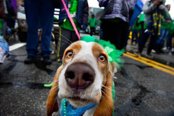 (Scott Sommerdorf | The Salt Lake Tribune) A basset hound examines the camera during the 40th annual Salt Lake City St. Patrick's Day Parade on Saturday, March 17, 2018.