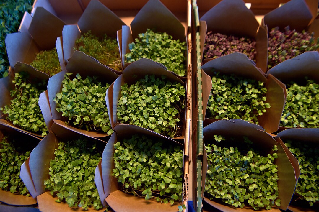 (Scott Sommerdorf   |  The Salt Lake Tribune)   Micro greens available from Small Lake City Farms at the Rio Grande Winter Market, Saturday, November 11, 2017. 