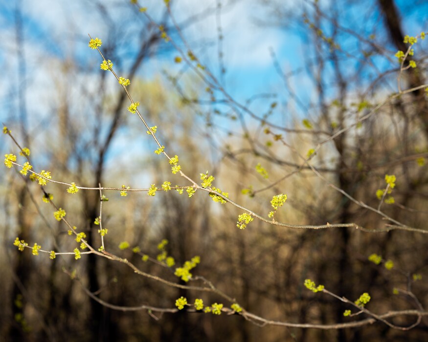 (Ian White for The New York Times) 

Spicebush buds emerge from barren tree branches as Spring takes place at Radnor Lake State Park.