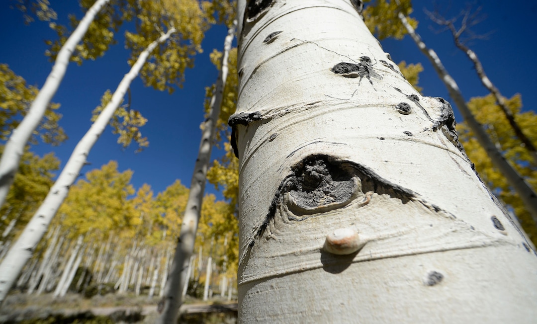 (Al Hartmann  |  The Salt Lake Tribune)     
At 106 acres, Pando is the largest known aspen clone, and the most massive living thing known on earth. Its trees are united by a single root system. Scientists say deer are voraciously eating Pando's new sprouts, preventing the clone from regenerating. It could deteriorate beyond recovery in less than 20 years, they warn.