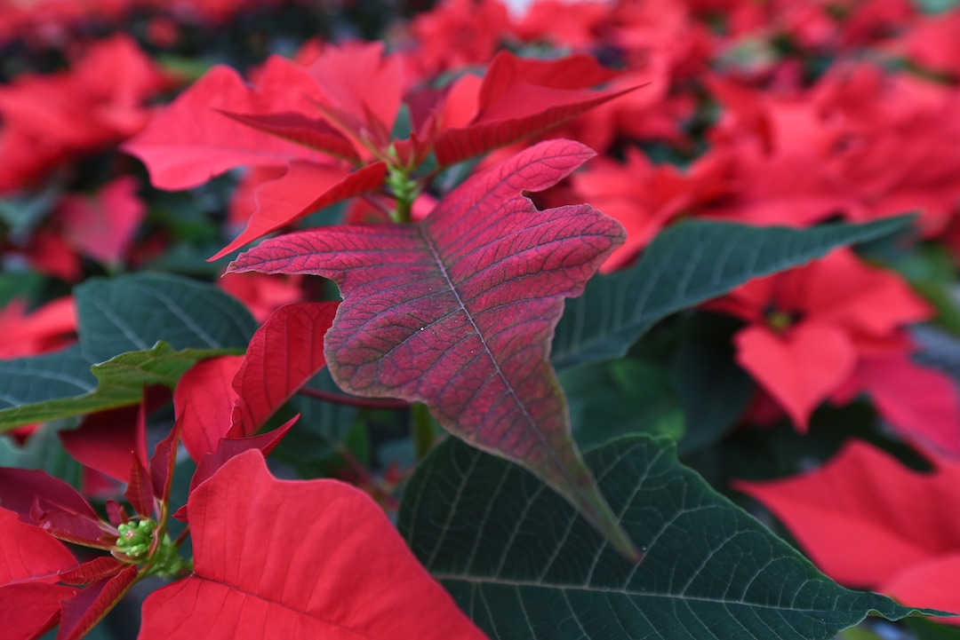 (Francisco Kjolseth  |  The Salt Lake Tribune)  A small crew at the Salt Lake City International Airport has been busy growing 1500 poinsettias for the holiday season. Starting Sunday airport staff will start to distribute the various breeds grown from small plugs to decorate the terminals for Christmas.