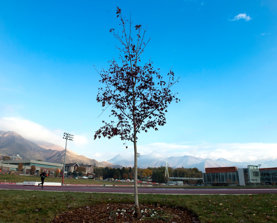 (Rick Egan  |  The Salt Lake Tribune)   Tree planted in memory of  Lauren McCluskey, near the track at the University of Utah, Wednesday, Oct. 31, 2018.