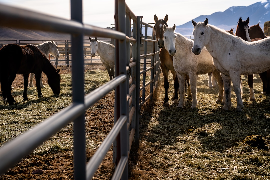 (Hilary Swift | The New York Times) Mares rounded up by the Bureau of Land Management in Challis, Idaho, Nov. 7, 2019. With too many animals on public lands and too many on the public's hands, the federal wild horse management program is short of money or palatable solutions.