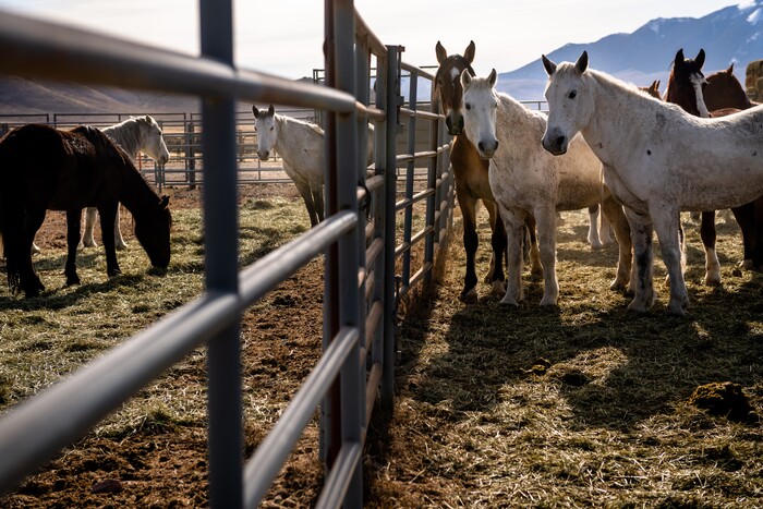 (Hilary Swift | The New York Times) Mares rounded up by the Bureau of Land Management in Challis, Idaho, Nov. 7, 2019. With too many animals on public lands and too many on the public's hands, the federal wild horse management program is short of money or palatable solutions.