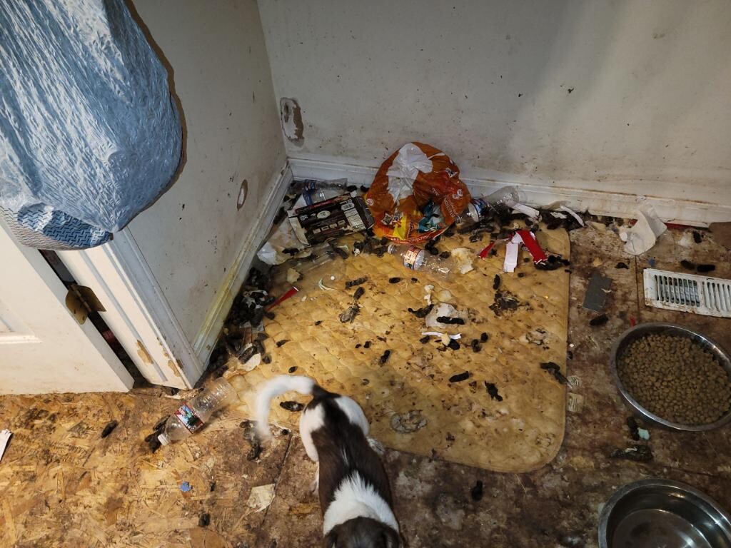 (Courtesy Utah County Sheriff's Office) Animal feces cover the floor of a home in Eagle Mountain, where deputies found 16 dead dogs and 14 that were alive and removed from the house on March 3, 2022.