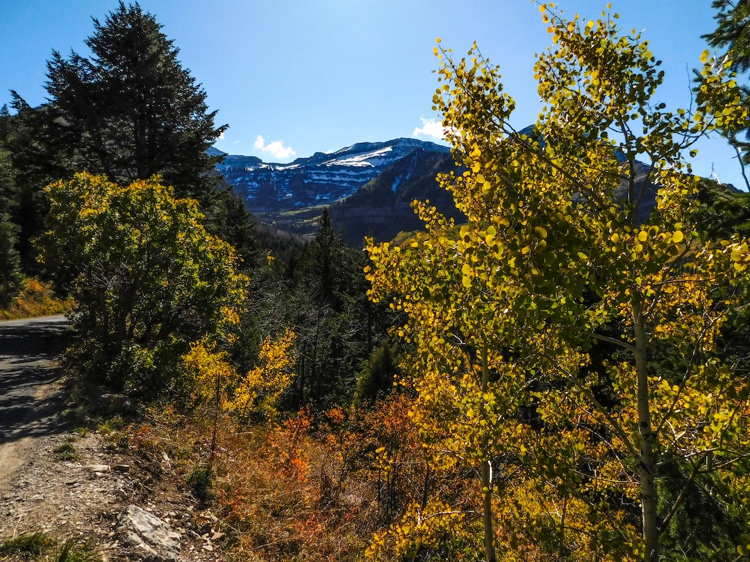 (Erin Alberty|The Salt Lake Tribune) Aspen glow below the Wasatch peaks along the Alpine Loop Scenic Drive, State Road 92, Oct. 9, 2017 in Utah County.