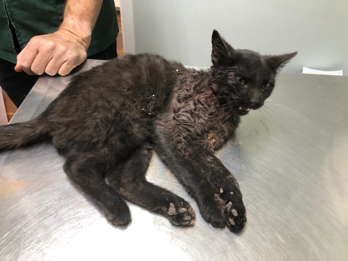 (Photo courtesy of RSQ Dogs) Lucky the cat was brought in to RSQ Dogs after being found shot in Hildale, Utah.