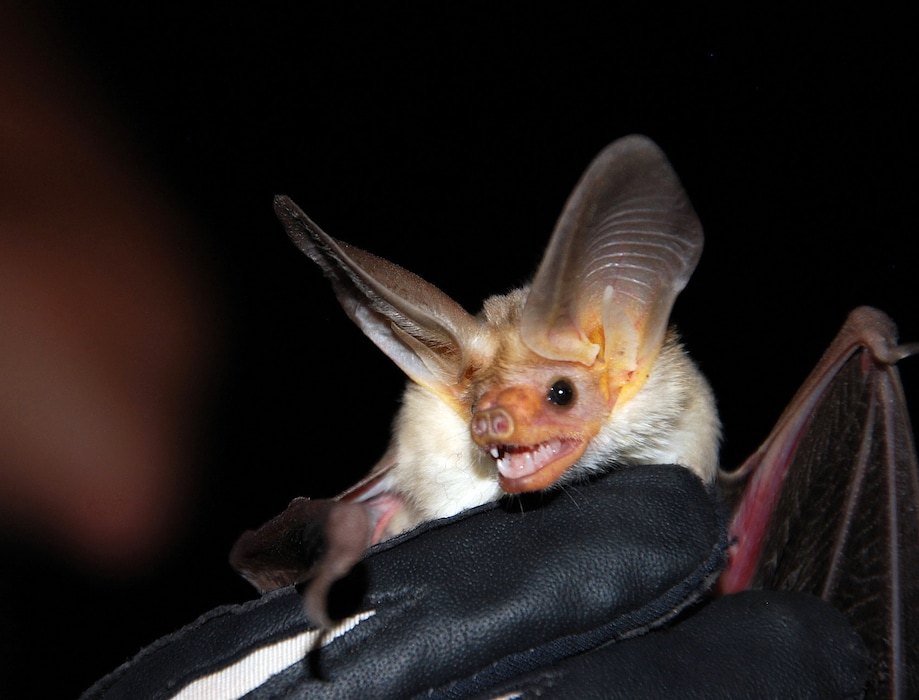 (Photo courtesy of Utah Division of Wildlife Resources) Two bats in Sat Lake County tested positive for rabies in the past week, according to a release from the Salt Lake County Health Department.
You can get close to bats at the upcoming Meet the Bats event.