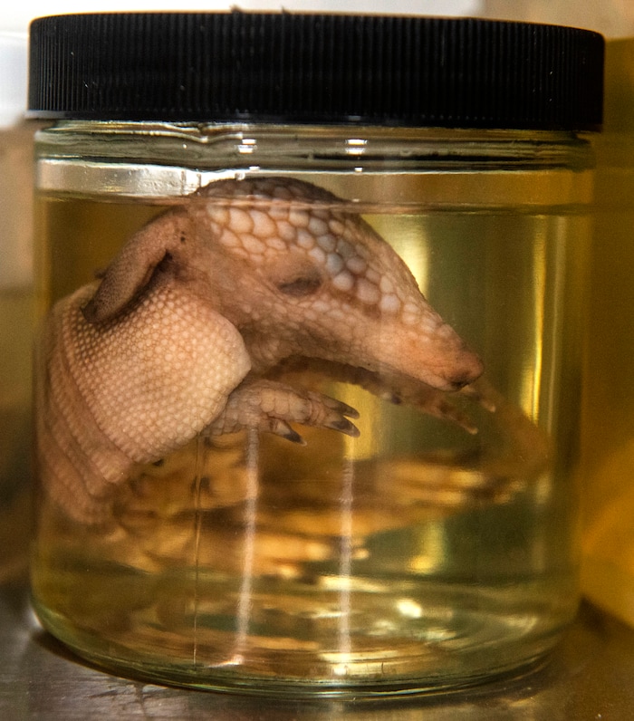 (Rick Egan  |  The Salt Lake Tribune)    An armadillo in a jar in the Necropsy room, in the Hogle Zoo Animal Health Center. Saturday, March 16, 2019.


