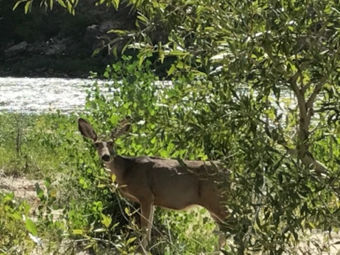 A deer stands along the Green River at Dinosaur National Monument on Sept. 10, 2017. Photo by Nate Carlisle/The Salt Lake Tribune