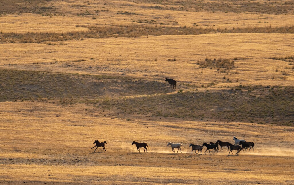 (Rick Egan | The Salt Lake Tribune) A helicopter rounds up wild horses in the Onaqui Herd Management Area wild horse gather in 2021. A judge recently ruled that the Bureau of Land Management cannot conduct "maintenance" wild horse roundups in two areas in Utah, including the Onaqui Herd Management Area, under previously adopted management plans.