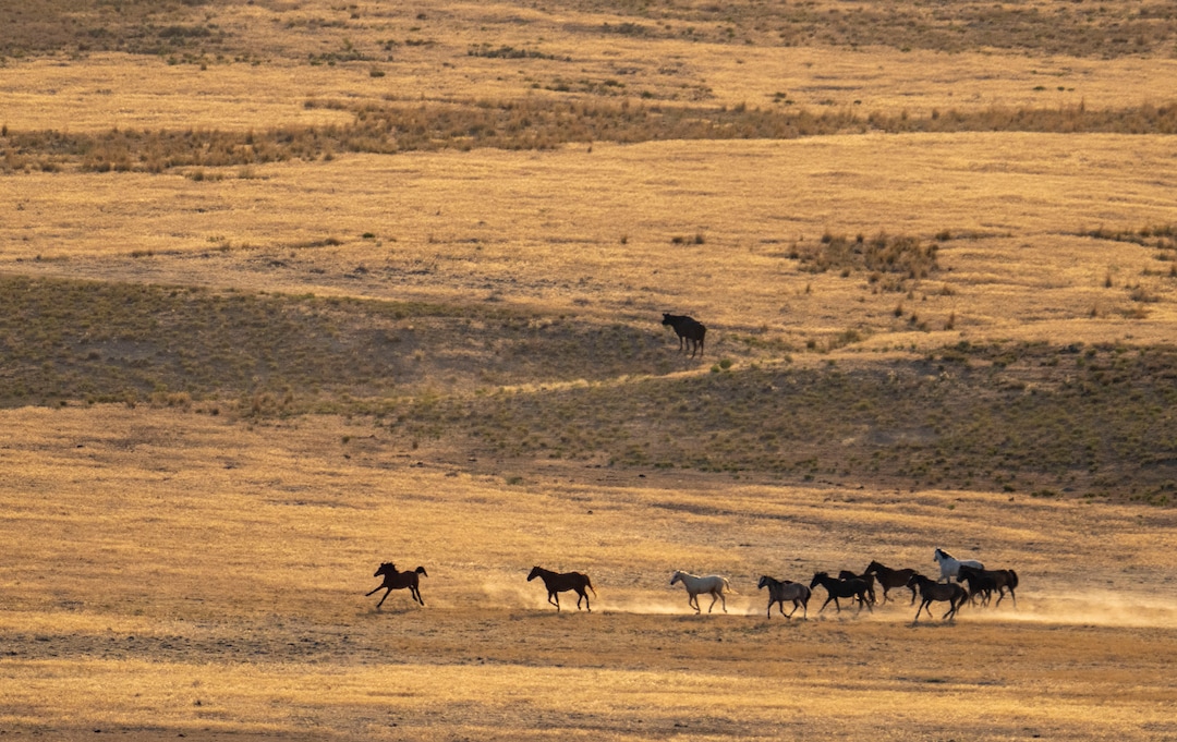 (Rick Egan | The Salt Lake Tribune) A helicopter rounds up wild horses in the Onaqui Herd Management Area wild horse gather on Wednesday, July 14, 2021.